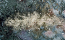 A larval moth infestation