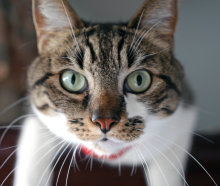 Cat on Cabinet