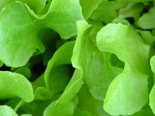 Lettuce