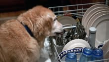 Dog Is Not A Good Dishwasher