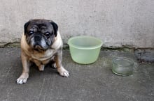 Pug and Tupperware