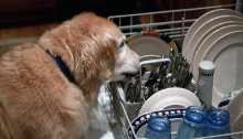 Dog Is Not A Good Dishwasher