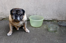 Pug and Tupperware