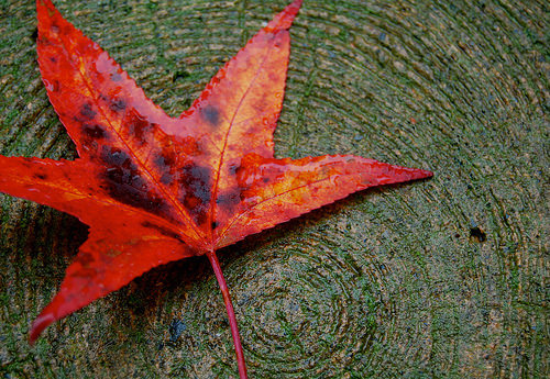red-leaf-justycinmd.jpg