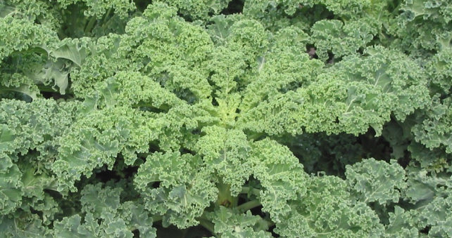 Kale