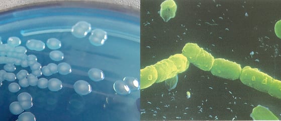 bacteria.png