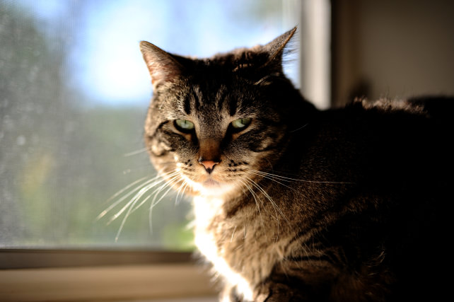 SIGMA-50MM-NIKON-SAMPLES-FULL-1.jpg