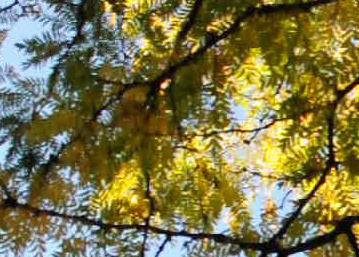 Nikon_D90_auto_trees1_web.jpg