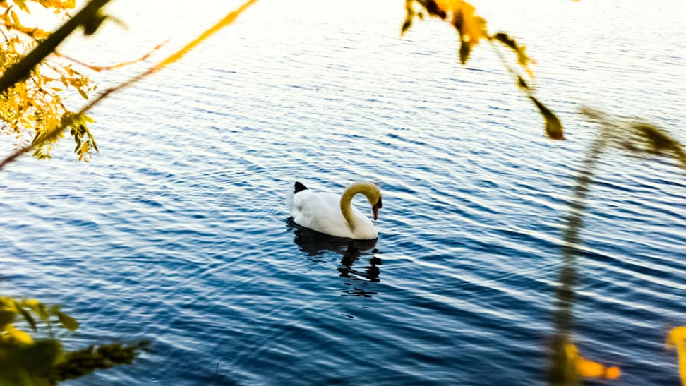 Swan