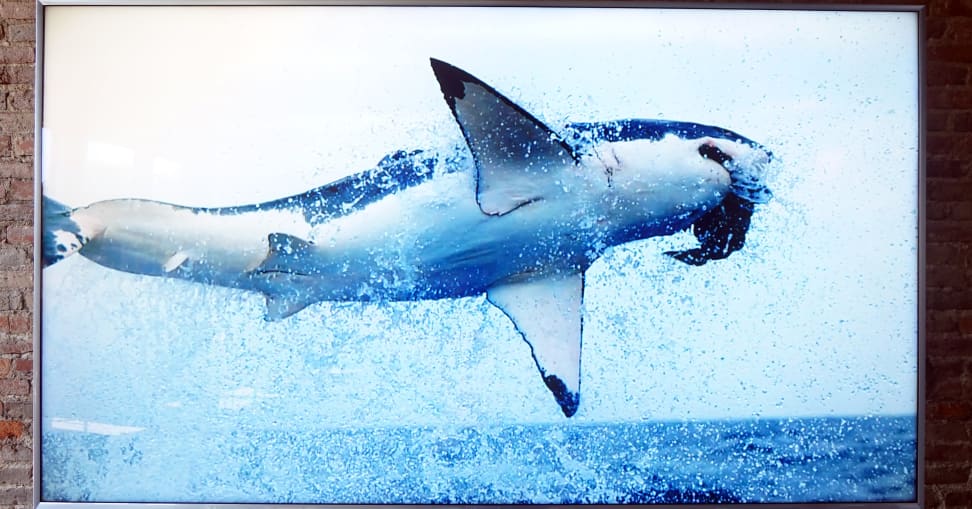 picture-quality-shark
