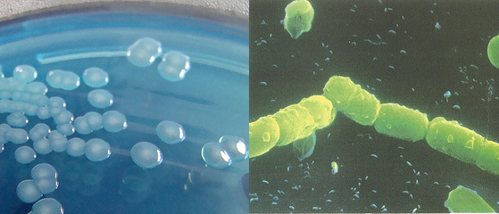 bacteria.png