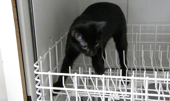 dishwasher-rack.jpg