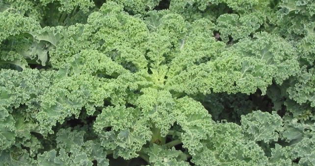 Kale