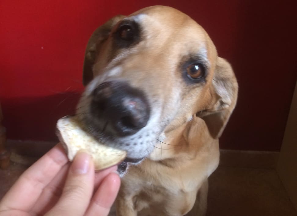 Dog eating food