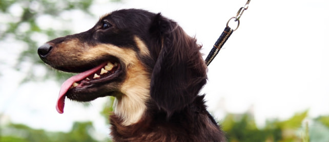 Dog hero
