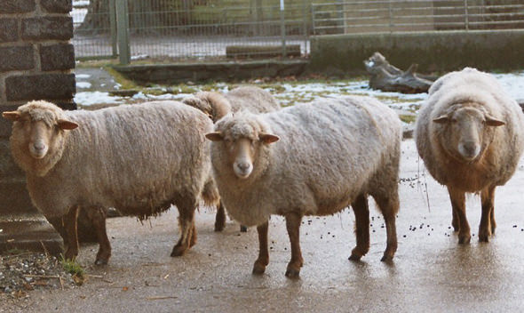 sheep.jpg