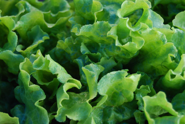 Lettuce