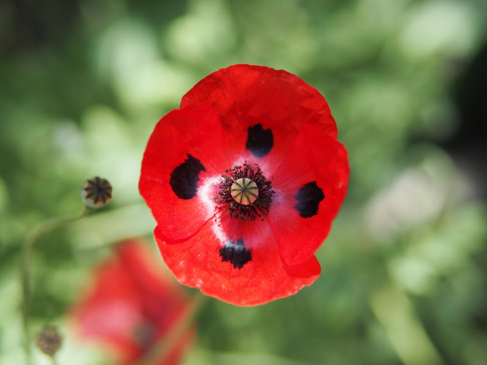 Panasonic 42.5mm f/1.7 Sample 3