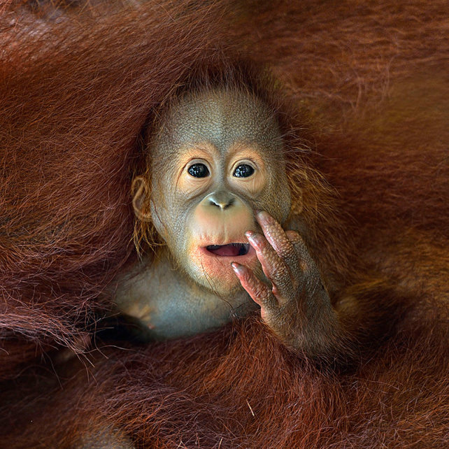 baby-orang.jpg