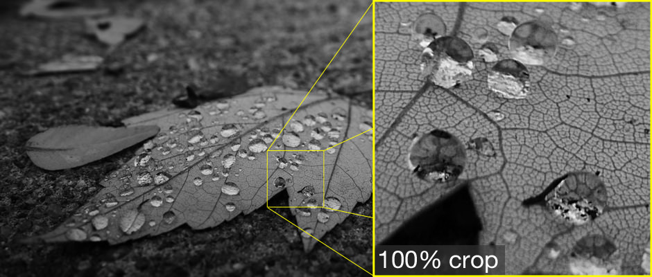 panasonic-lumix-gm5-review-sample-leaf-crop.jpg