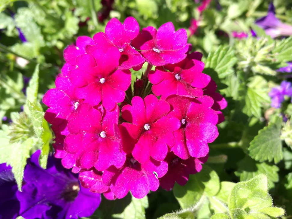 Huawei P9 Sample Photo 1