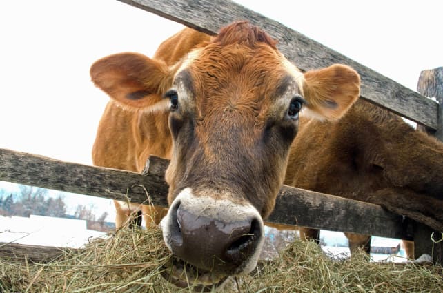 Cow Eating