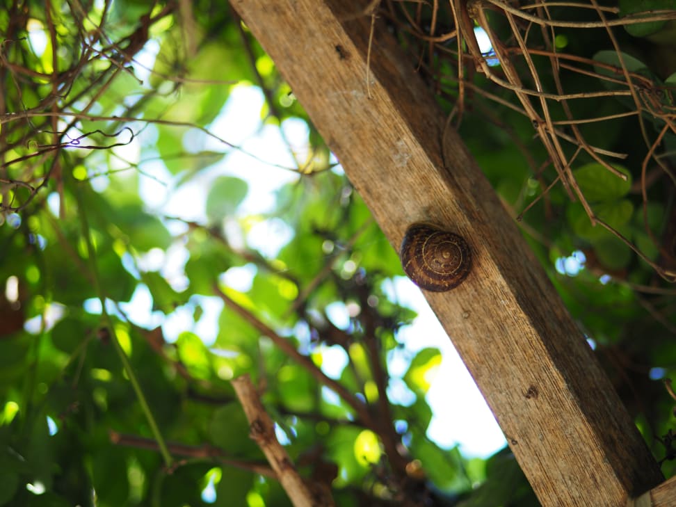Panasonic 42.5mm f/1.7 Sample 11