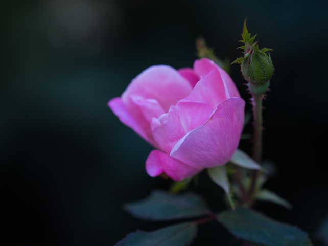 Olympus 40–150mm Pro – Sample #12
