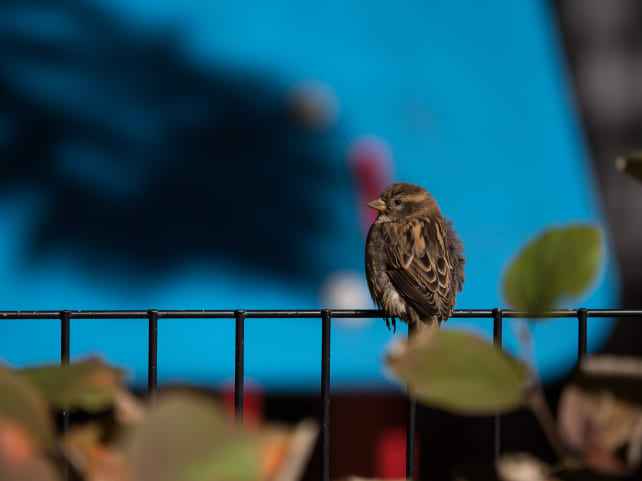 Olympus 40–150mm Pro – Sample #13