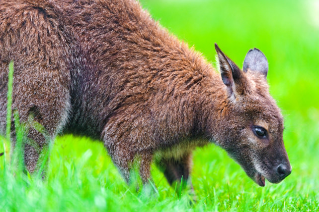Kangaroo