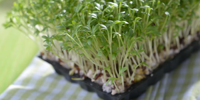 Microgreens Growing in Kitchen
