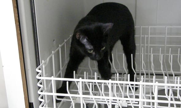 dishwasher-rack.jpg
