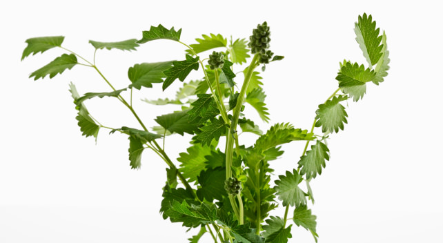 Burnet