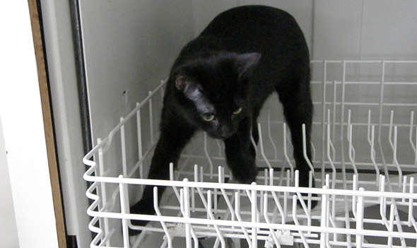 dishwasher-rack.jpg