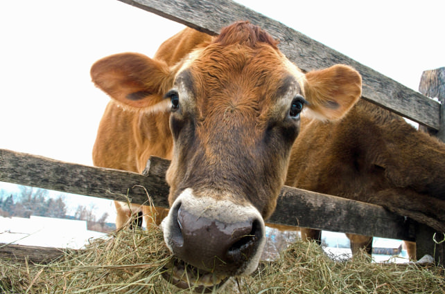 Cow Eating